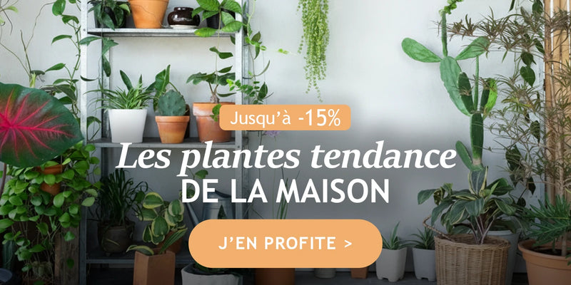 Les plantes tendances de la maison : jusqu’à -15% de remise