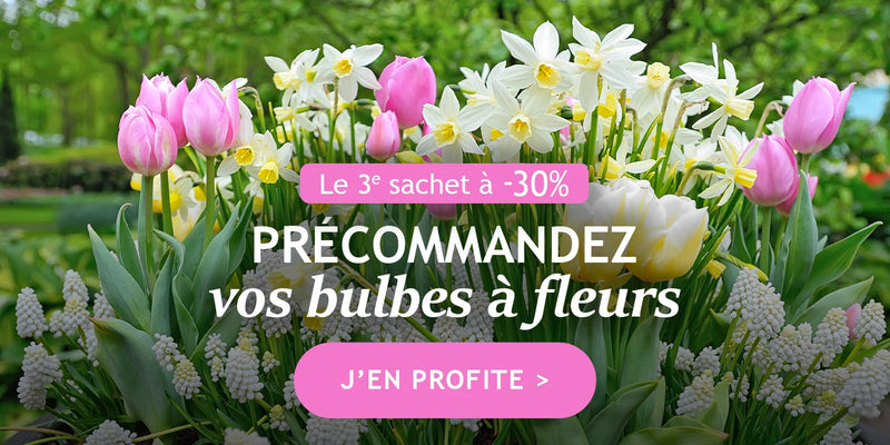 Précommande de bulbes d’automne : le 3ème à -30% !