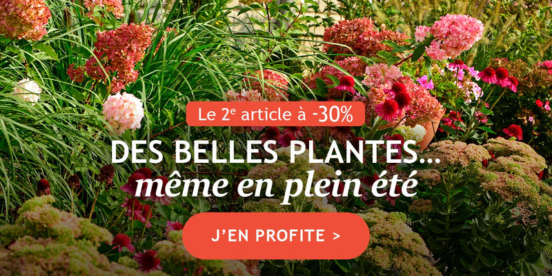 Le 2ème article à -30% : de belles plantes même en plein été !