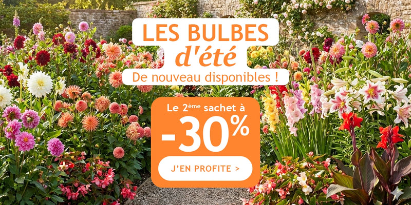 Bulbes d'été: 1 acheté, le 2ème à -30% !