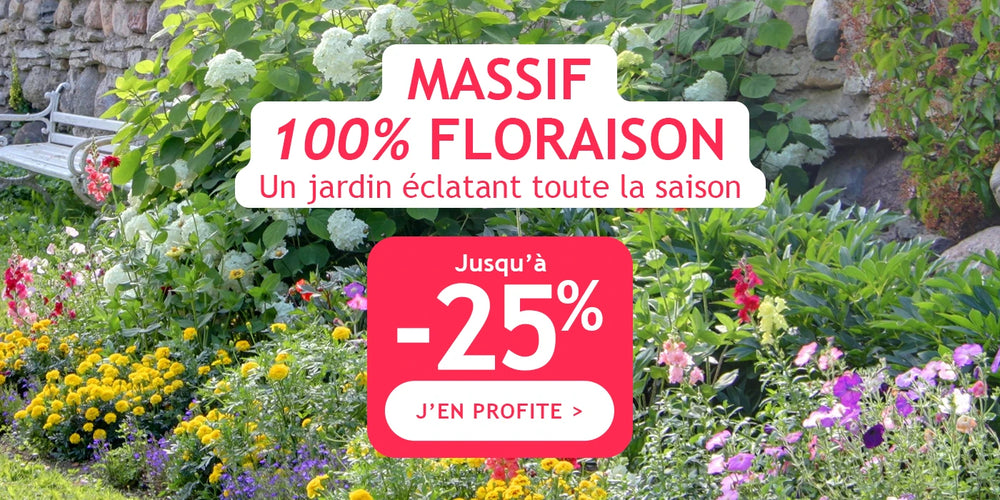 Massif 100% floraison !