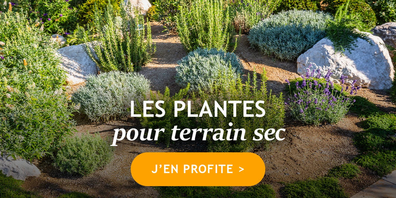 Notre sélection spéciale plantes pour sol sec !