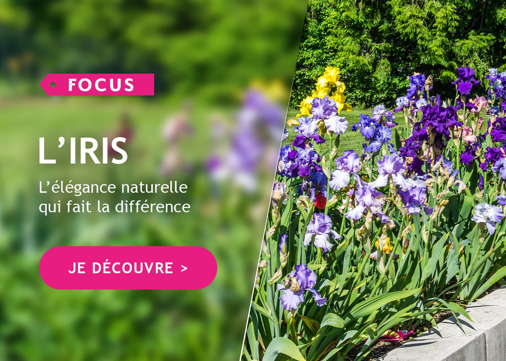 Focus iris