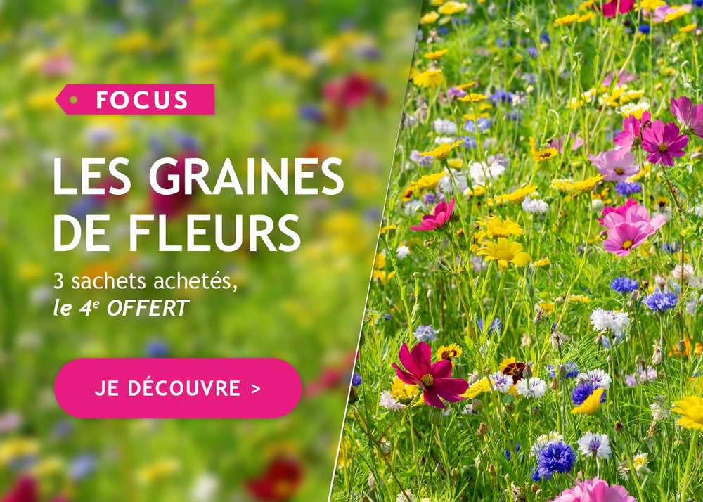 Graines de fleurs : 3 paquets achetés le 4ème offert !