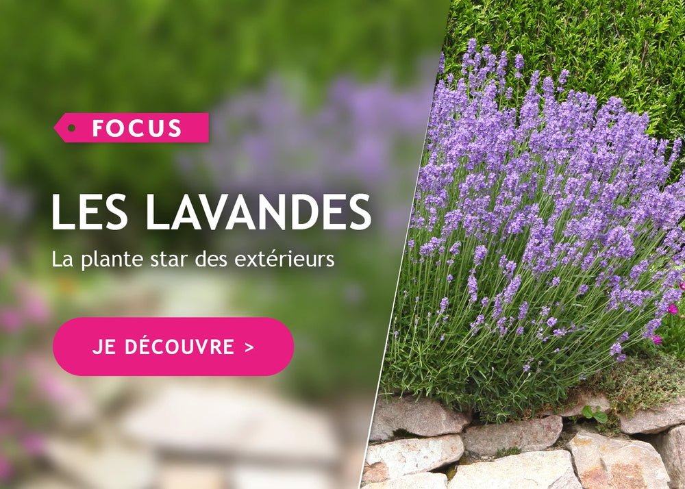 Focus lavandes