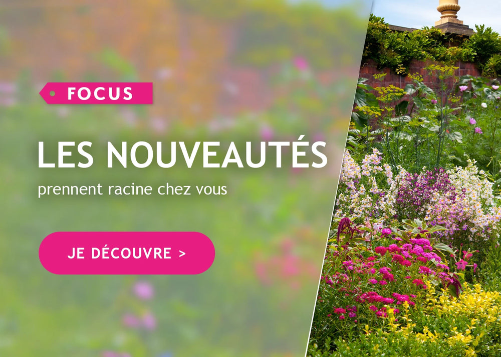 Focus sur les nouveautés