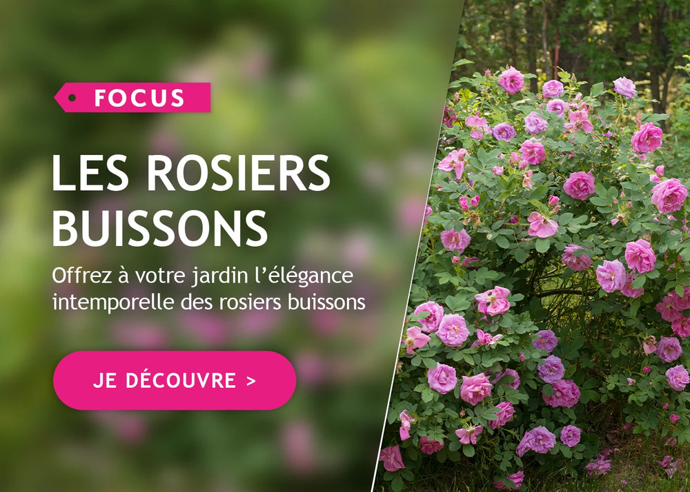 Focus sur les rosiers buissons