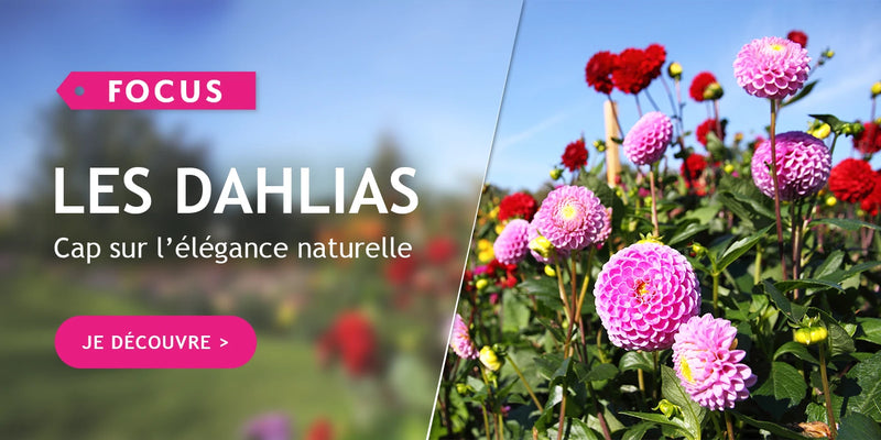 Focus sur les rosiers buissons