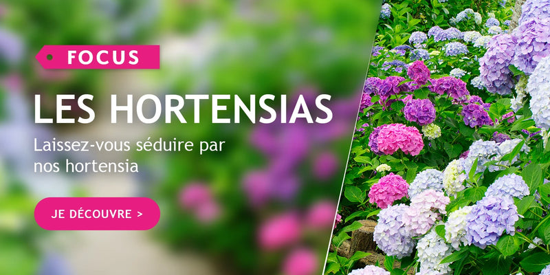 Focus sur les Hortensias
