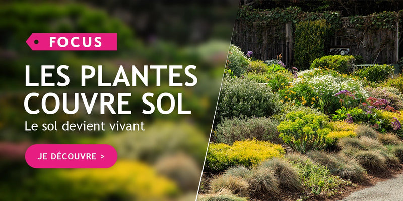 Focus: les plantes couvre-sol