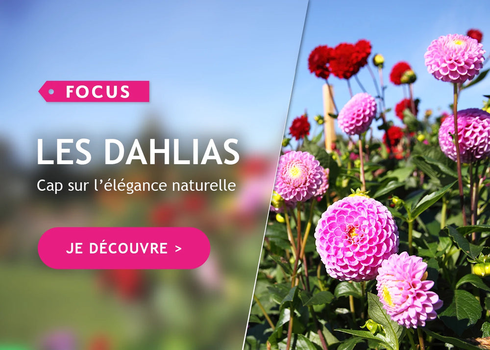 Focus sur les dahlias
