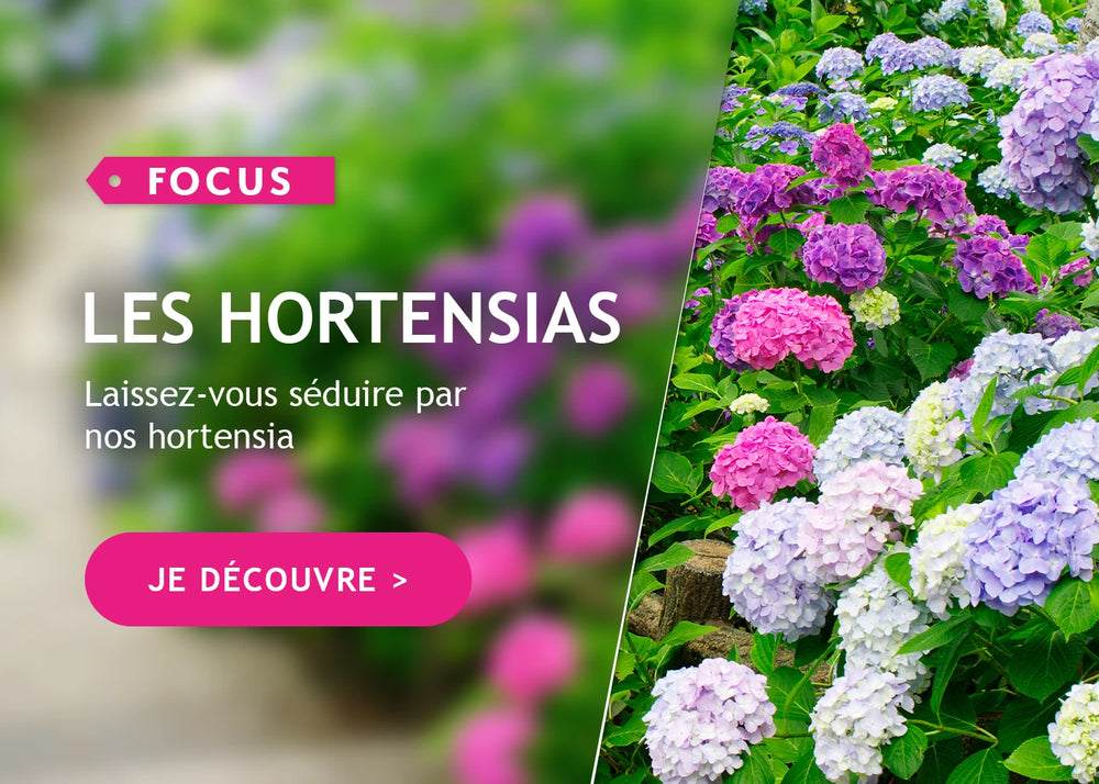 Focus sur les Hortensias