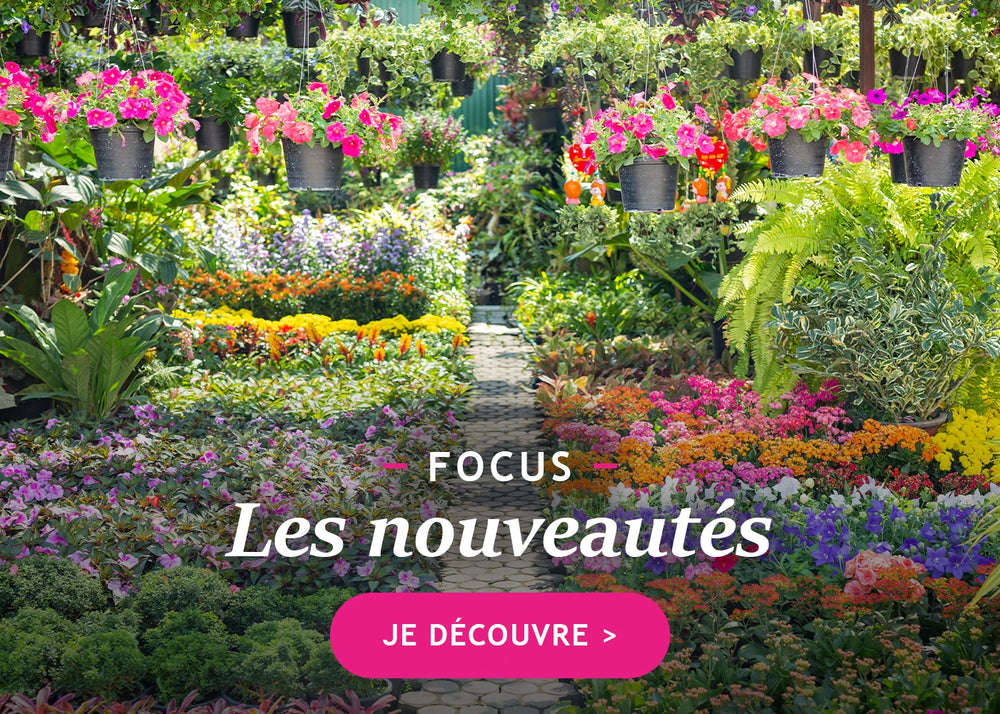 Les nouveautés