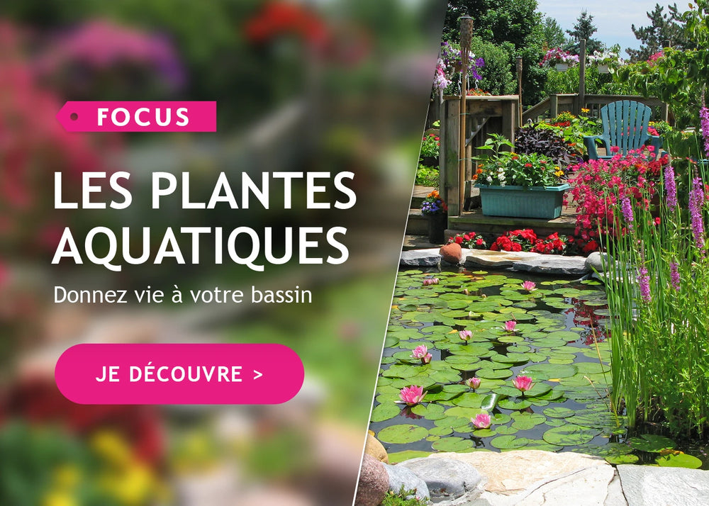 Focus plantes aquatiques