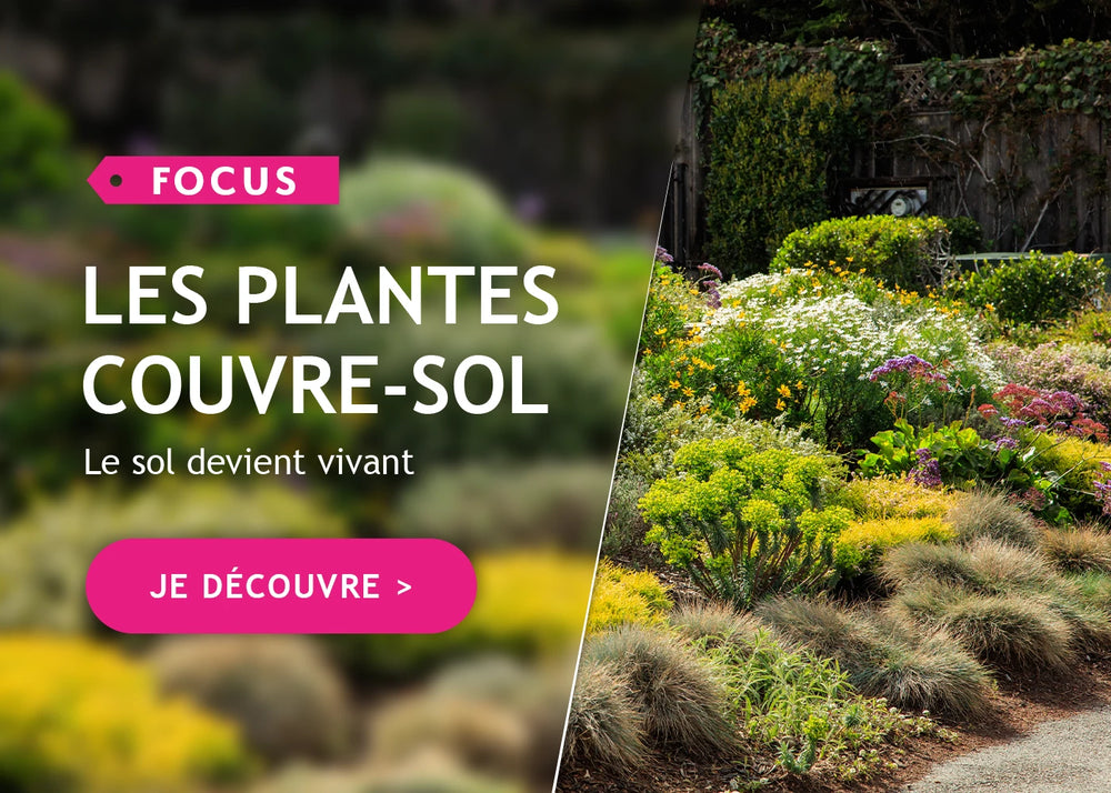 Focus: les plantes couvre-sol