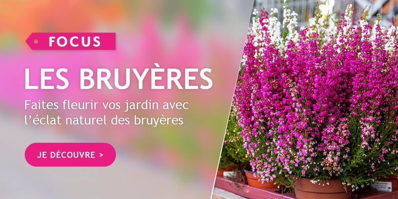 Focus sur les bruyères