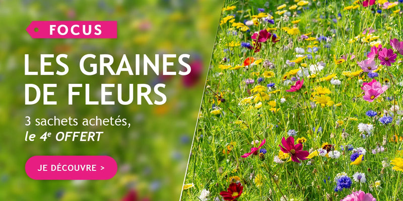 Graines de fleurs : 3 paquets achetés le 4ème offert !