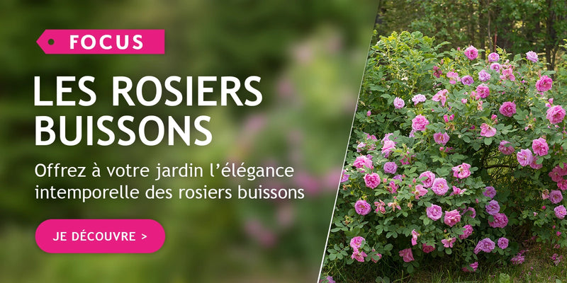 Focus sur les rosiers buissons