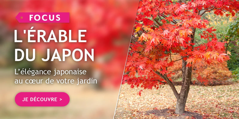 Focus Érable du Japon