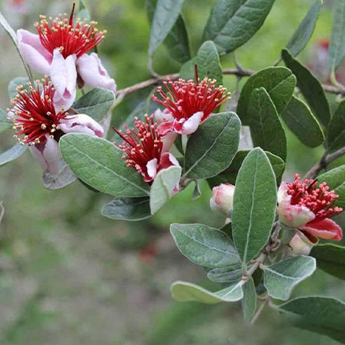 Goyavier du Bresil - Goyavier du bresil - Fruitiers Arbres et arbustes