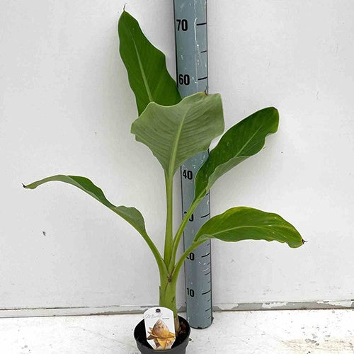 Bananier nain chinois 'Lotus d'or' - Musella lasiocarpa - Willemse