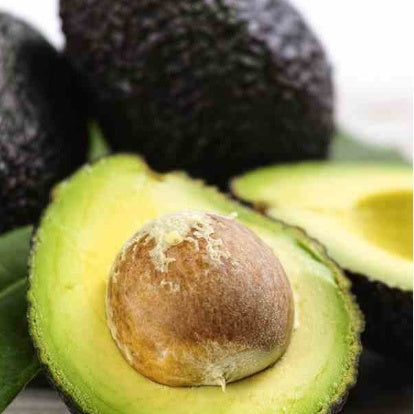 Avocatier 'Hass' - Persea americana variété hass - Willemse