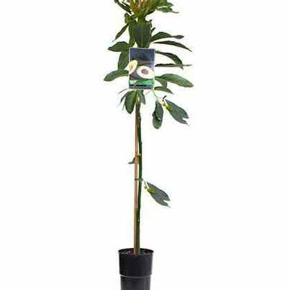 Avocatier 'Duke 7' - Persea americana duke 7 - Fruitiers Arbres et arbustes