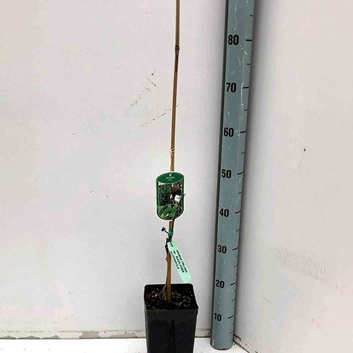 Asiminier Triloba - Asiminier (Pow Pow) : Asimina Triloba - Willemse