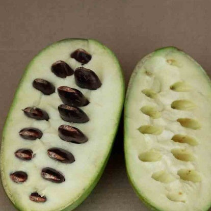 Asiminier Triloba - Asiminier (Pow Pow) : Asimina Triloba - Willemse