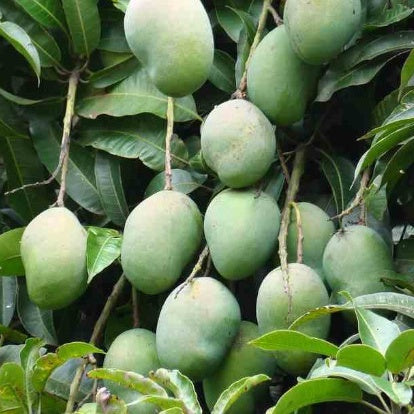 Manguier 'Osteen' - Mangifera indica osteen - Plantes