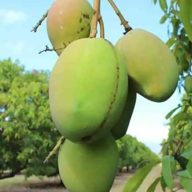 Manguier rare 'Kensington' - Mangifera indica - Plantes