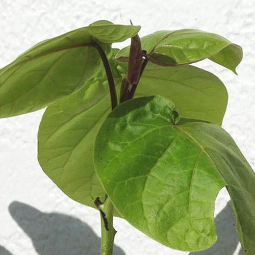 Tomates en arbre - Cyphomandra betacea