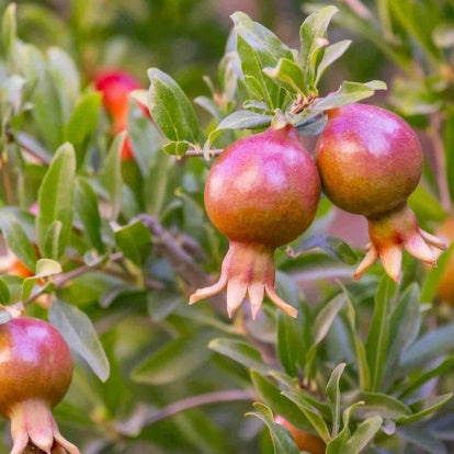 Grenadier Dente di Leone - Punica granatum - Fruitiers Arbres et arbustes