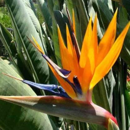 Oiseau du paradis Strelitzia - Strelitzia reginae - Plantes vivaces