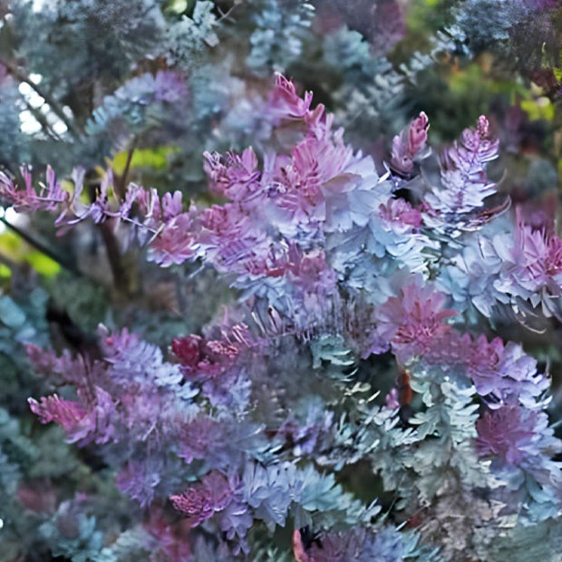 Mimosa de Bailey à feuillage pourpre? - Mimosa de bailey à feuillage pourpre - Plantes