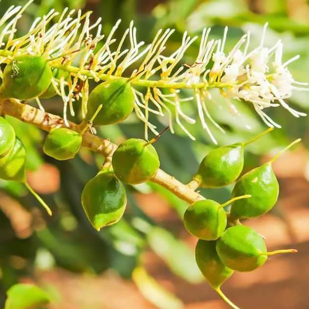 Noix de macadamia - Macadamia ternifolia - Plantes