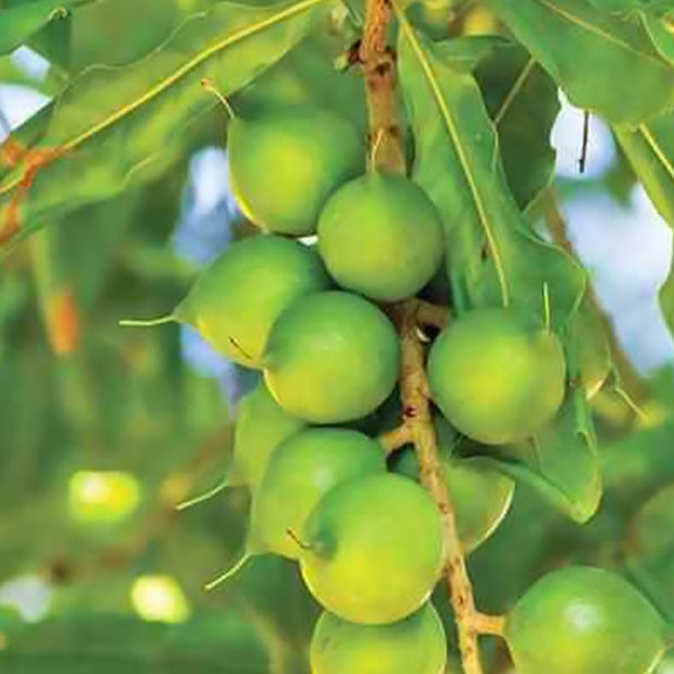 Noix de macadamia - Macadamia ternifolia