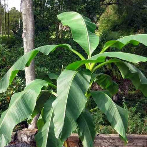 Bananier fruitier Dajiao - Musa dajiao - Plantes