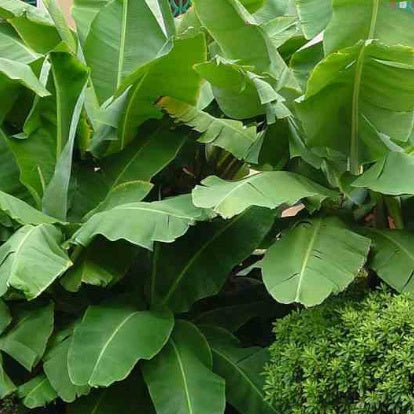 Bananier nain Dwarf Cavendish - Musa acuminata Dwarf Cavendish - Willemse