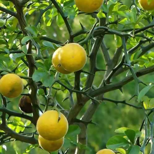 Citron du nord - Poncirus trifoliata - Plantes