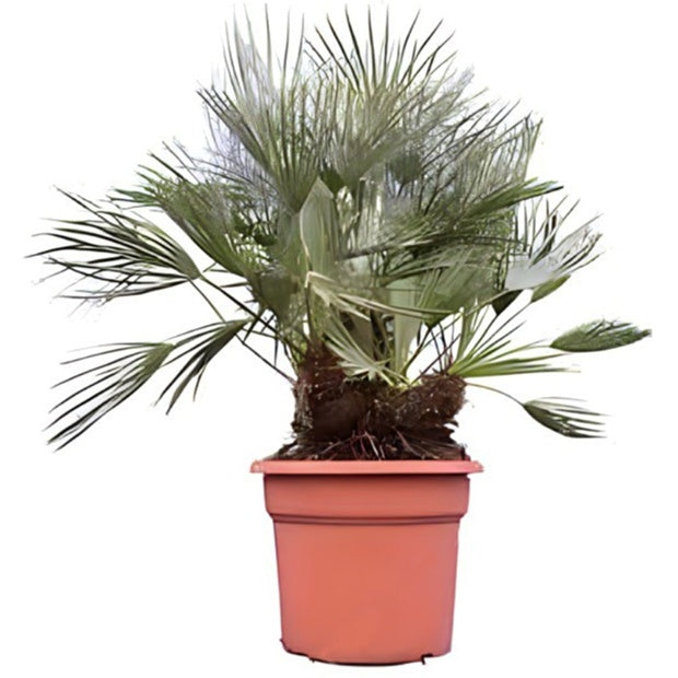 Palmier nain Cerifera - Arbustes