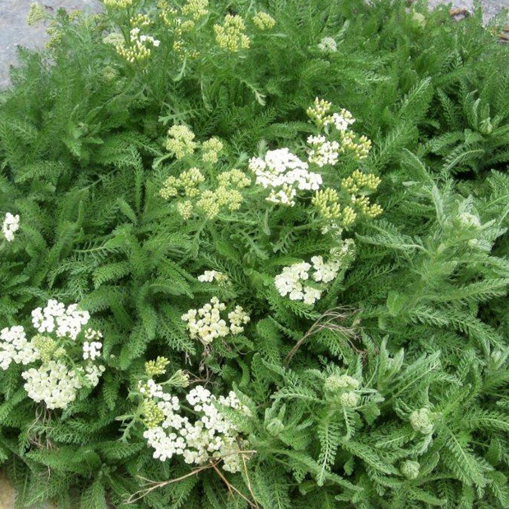 Achillée à feuilles de criste - Achillea crithmifolia - Plantes