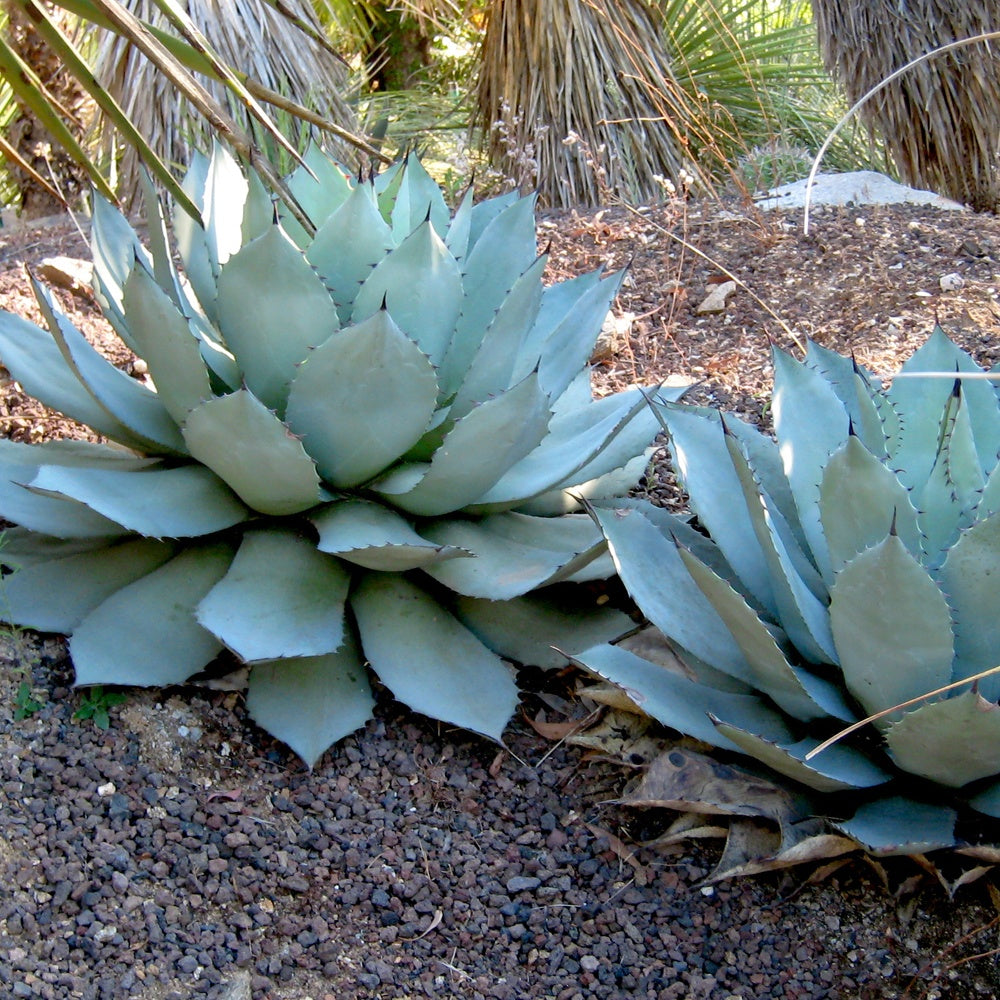 Agave de Parry - Agave Parryi - Willemse
