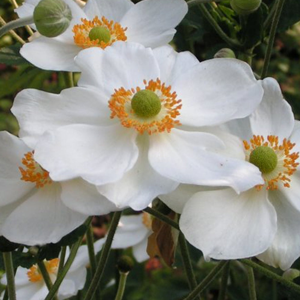 Anémone Honorine Joubert - Anemone x hybrida 'honorine joubert' - Plantes