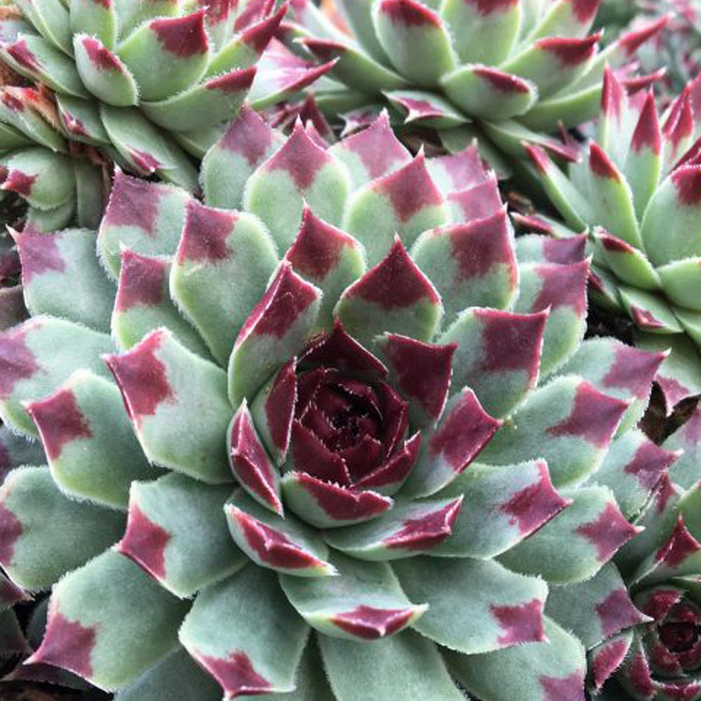 Joubarbe - Chick Charms ® Mint Marvel - Sempervivum - Sempervivum Chick Charms ® Mint Marvel - Willemse