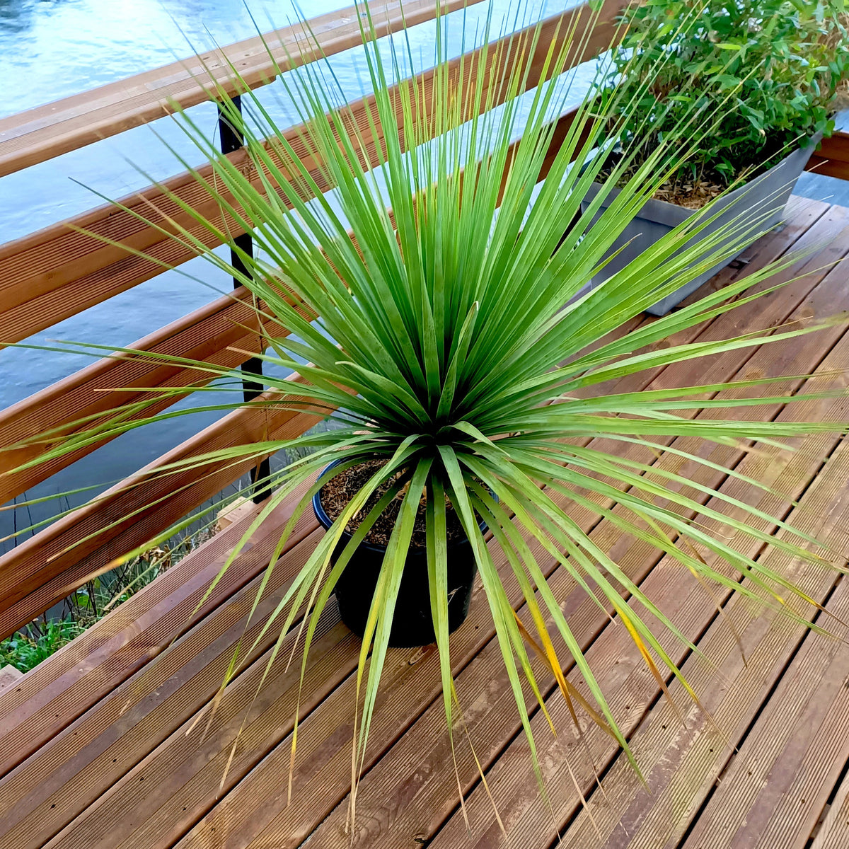 Noline bleue - Nolina nelsonii - Willemse