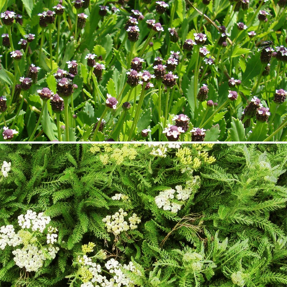 3 Achillées et Lippia en mélange - Achillea crithmifolia; lippia nodiflora - Plantes