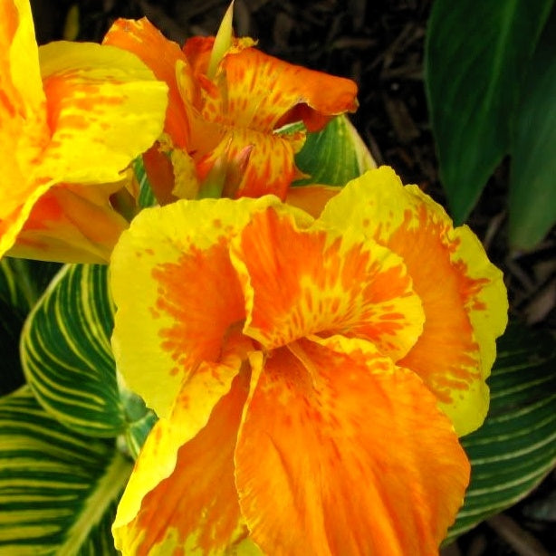 Canna Tropicanna Gold - Canna tropicanna ® gold - Willemse