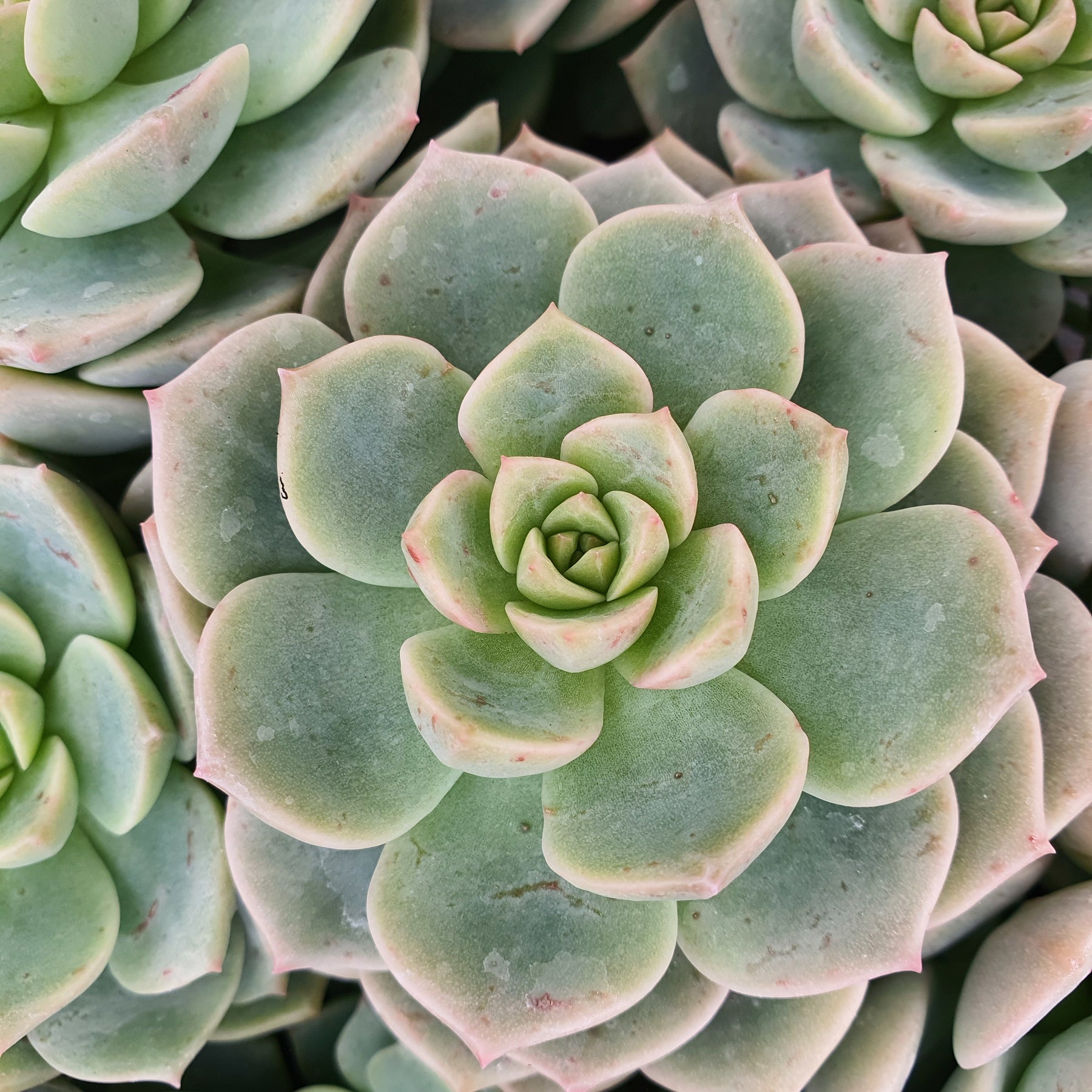 Echeveria rose - Echeveria elegans rose - Plantes