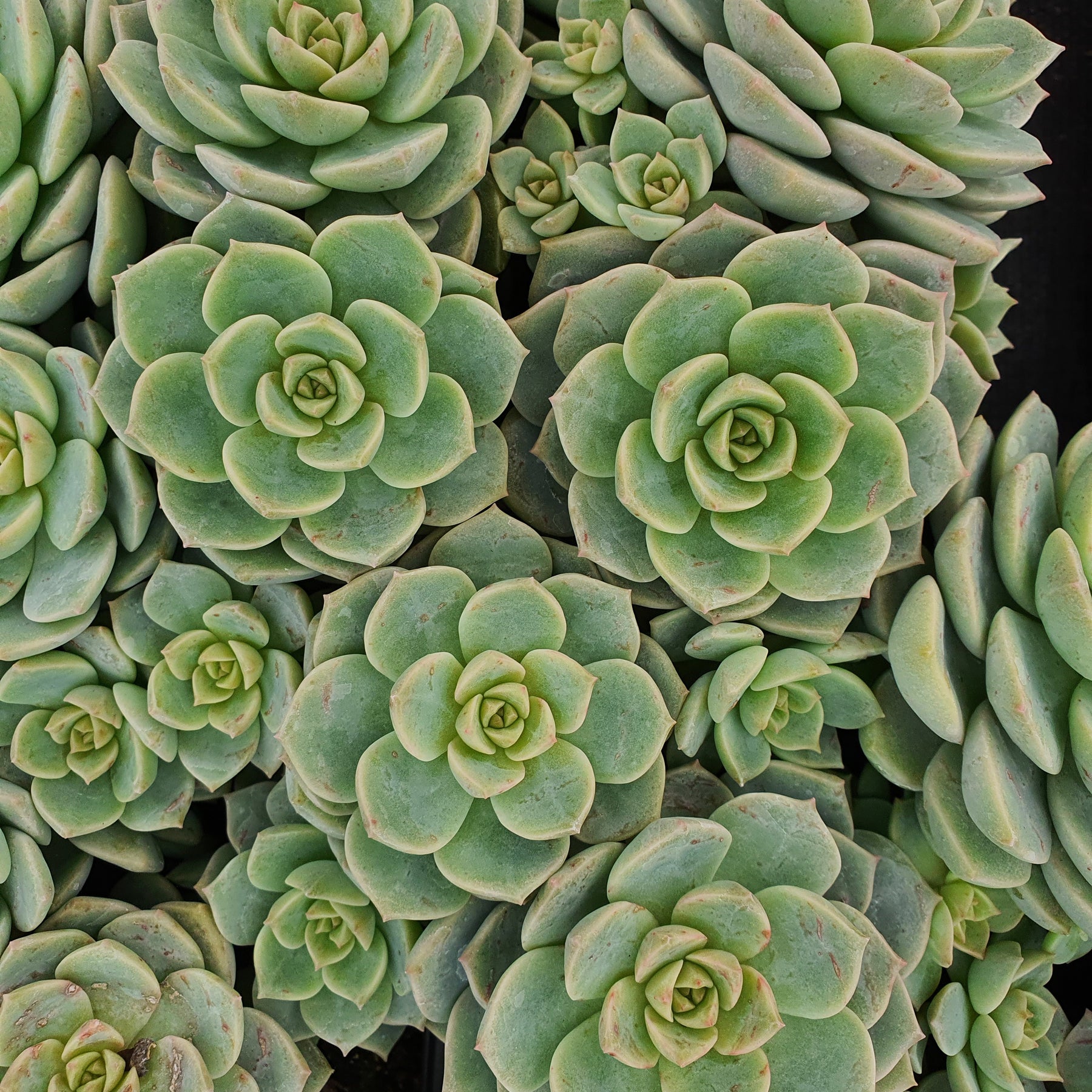 Echeveria rose - Echeveria elegans rose - Plantes d'intérieur